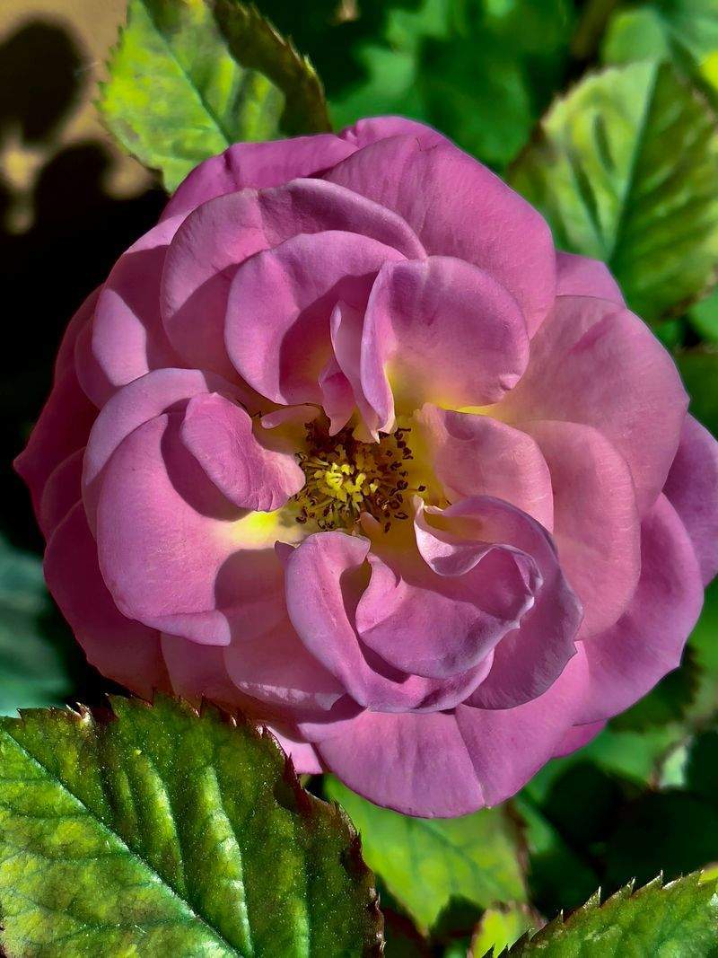 Natura Essenza S.r.l. - Image 15